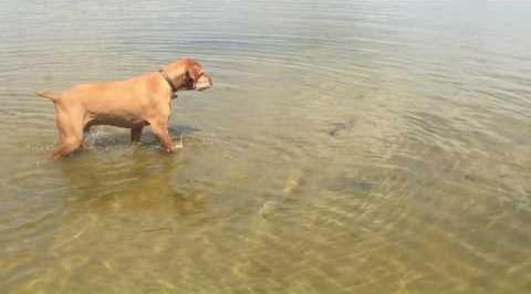 dog_vs_bass.jpg