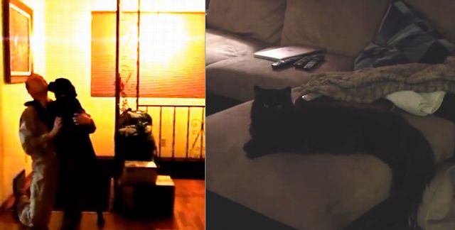 dogs_and_cats.jpg