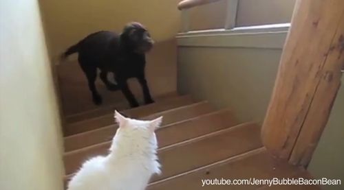 dogs_terrified_of_cats.jpg