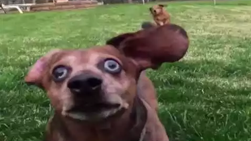 dos_slow_motion.png