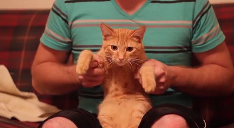 dubstep_cat.jpg