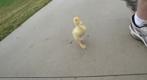 duck_run.jpg