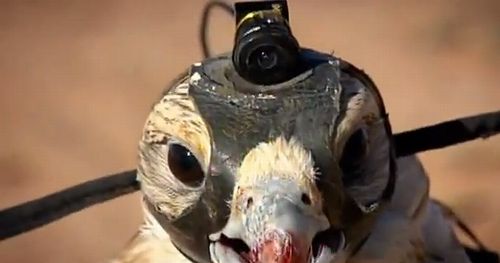falcon_eye01.jpg