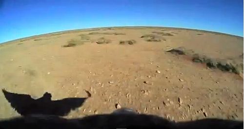 falcon_eye02.jpg