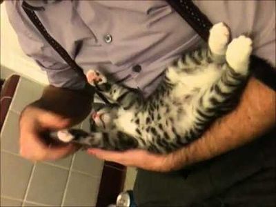 flexible_cat.jpg