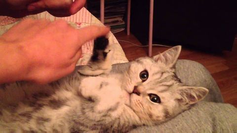 flexible_cat_arm.jpg