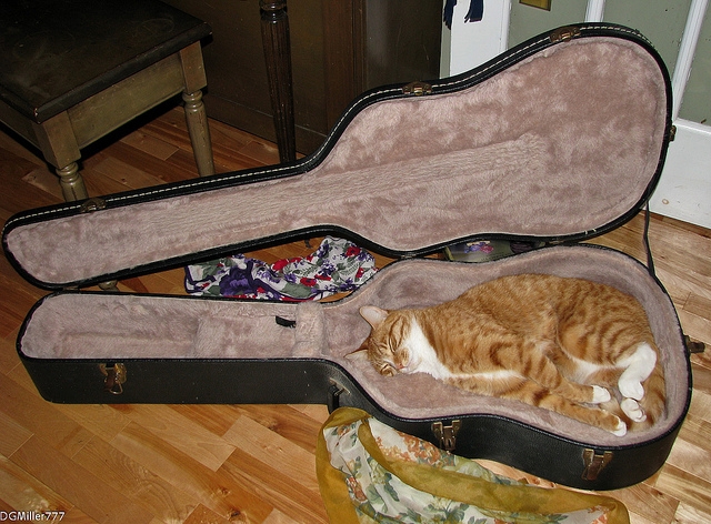 funny_cat_bed.jpg