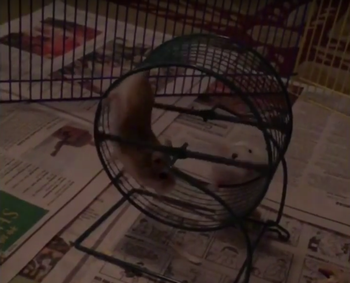 funny_dwarf_hamster.png