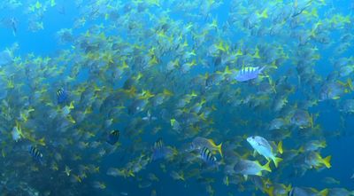 galapagos_2010.jpg