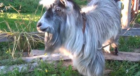goat_beatbox.jpg