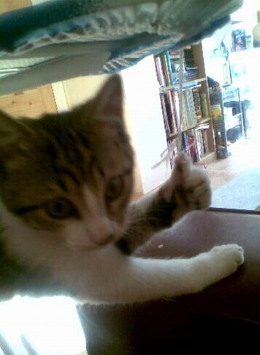 good_job_cat.jpg