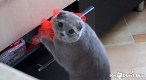 gotcha.jpg