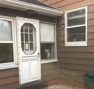 guard_dog.jpg