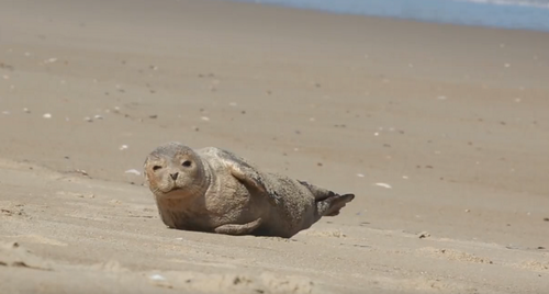 happy_seal.png