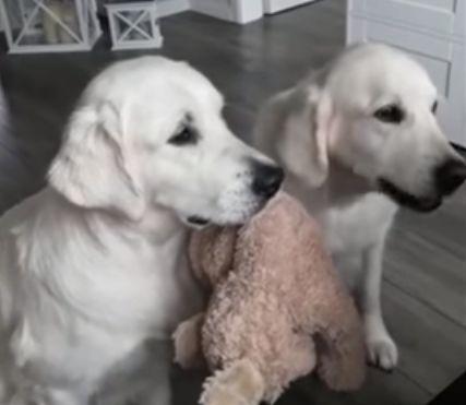 holding_toy_while_other_receives_treats.jpg