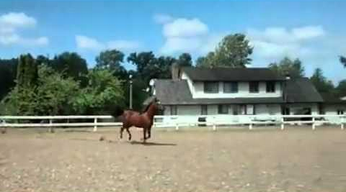 horse_great_escape.png