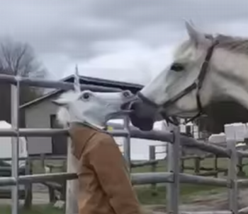 how_to_surprise_a_horse.png
