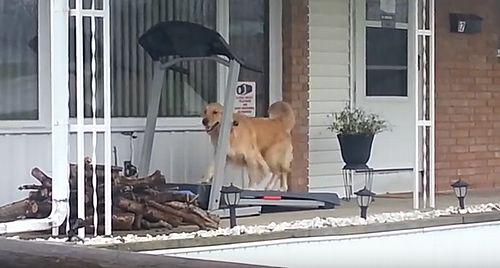 just_a_dog.jpg