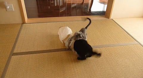 kitty_flying_tackle.jpg