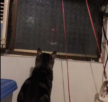 laserpointer_chase_lizard.png