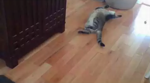 lazist_cat.png