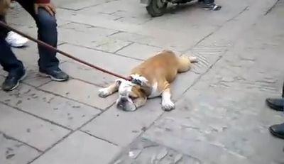 lazist_dog.jpg