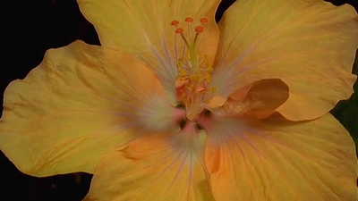 life_of_florwers.jpg