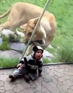 lion_try_to_eat.jpg