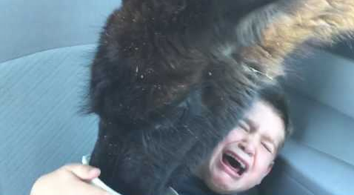 llama_attack.png
