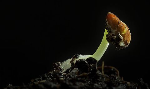 macro_timelapse.jpg
