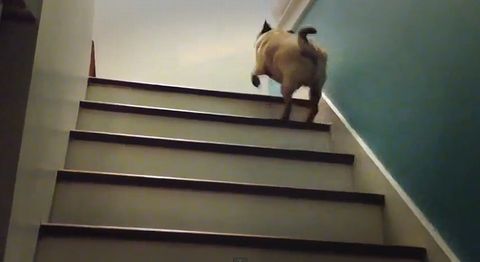 magic_pug.jpg