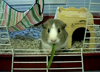 marmot_eat_cucumber.jpg