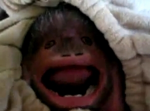 monkey_face.jpg