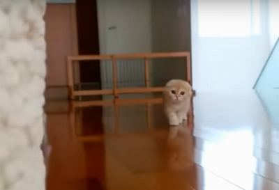 ninja_kitty.png