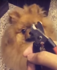 no_nail_clipper.png