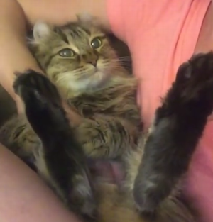 not_stop_pet_me.png