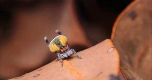 peacock_spider.png