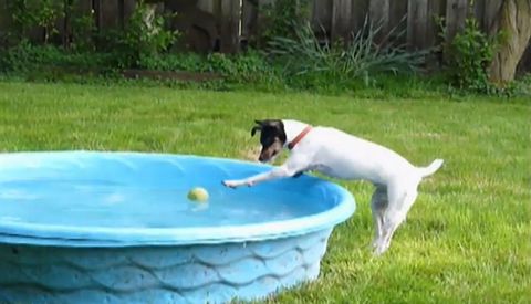 persistent_dog.jpg