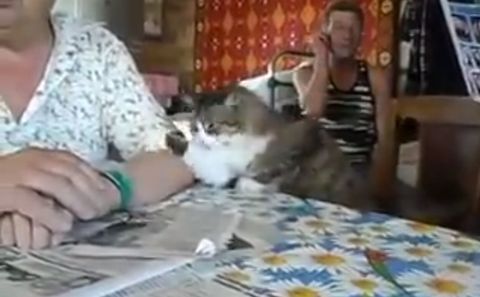 pet_the_cat.jpg