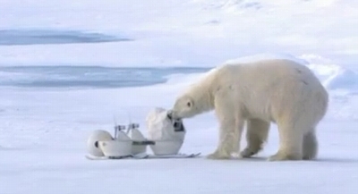 playing_polar_bear.jpg