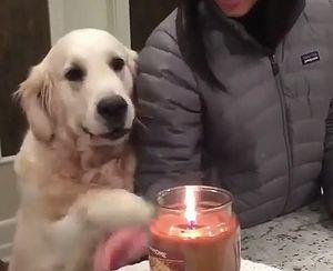 protective_dog.jpg