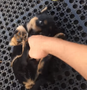 puppy_play_time_fall_a_sleep.png
