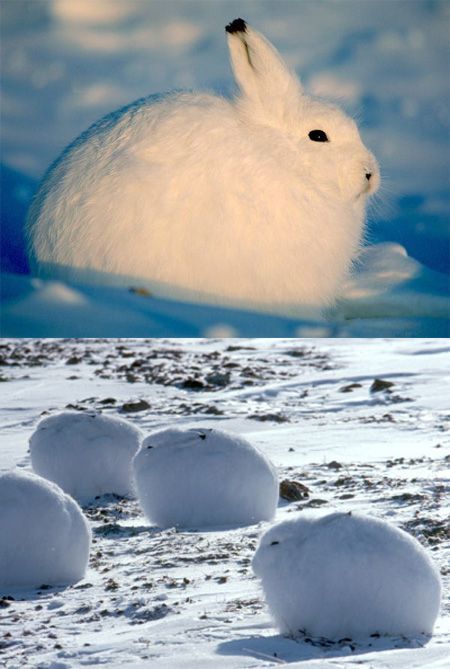 rabbit_ball.jpg