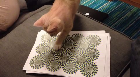 rotating_snake_illusion.jpg