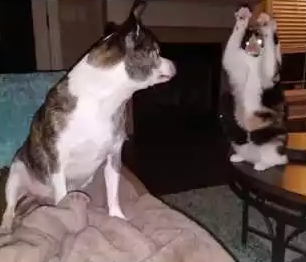 samba_cat.png
