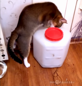 smart_cat.png