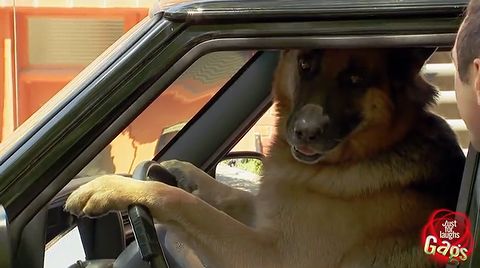 smart_dog_drivers.jpg
