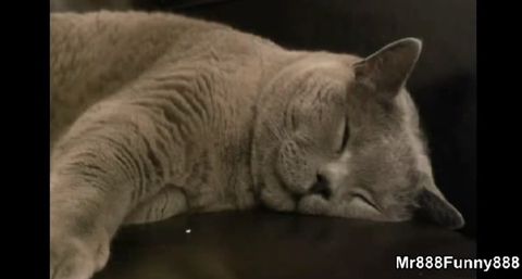 snoring_animals.jpg