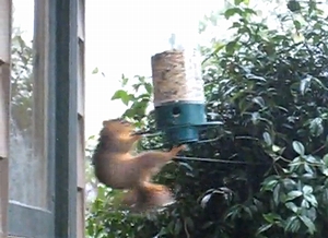 squirrel_champ.jpg