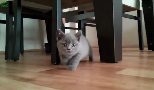 stalking_cat_and_kitty.jpg